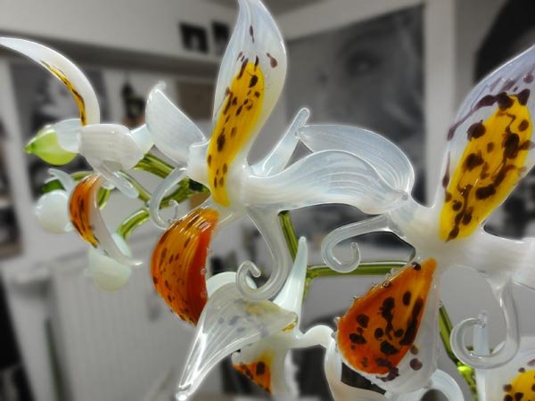 john-zinner-orchidee-01